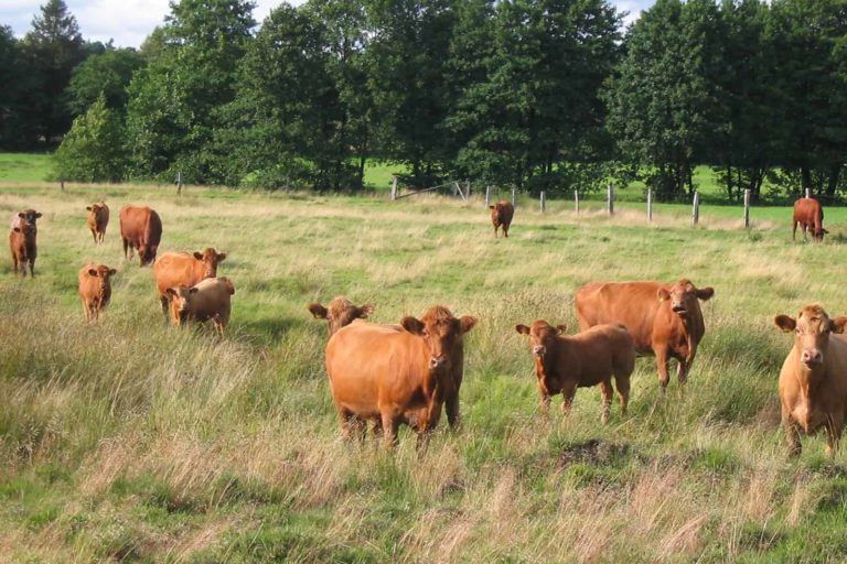Wilseder Rote und Wildpferde im Heidegebiet